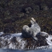 seal_gray_gr_h_0266_can1568.jpg
